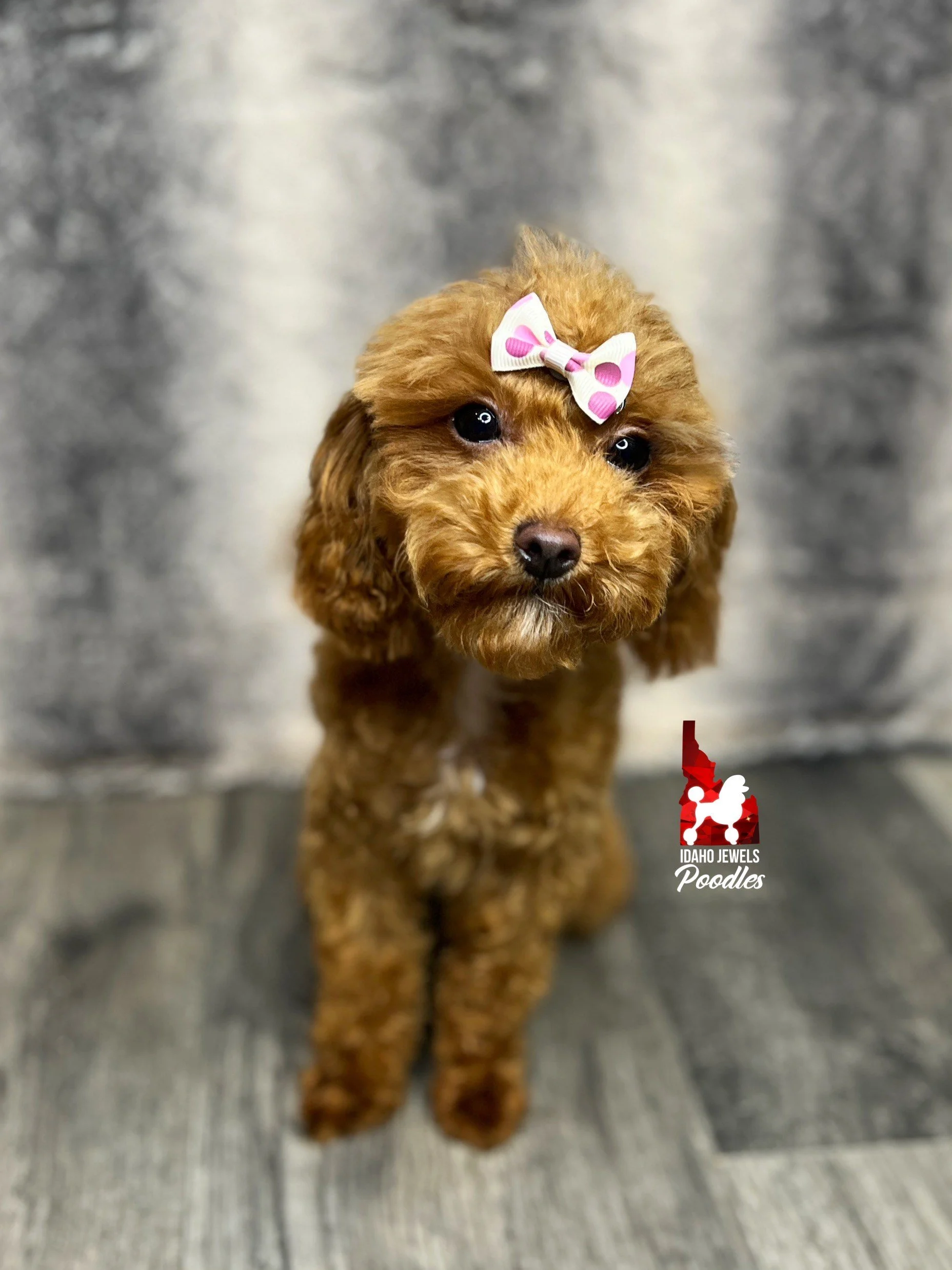 Tiny red shop poodle